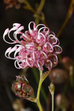 Image of Grevillea bracteosa Meissn.