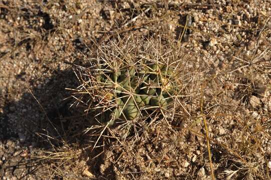 Image of Scheer's beehive cactus