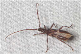 Image of Coptocercus rubripes (Boisduval 1835)