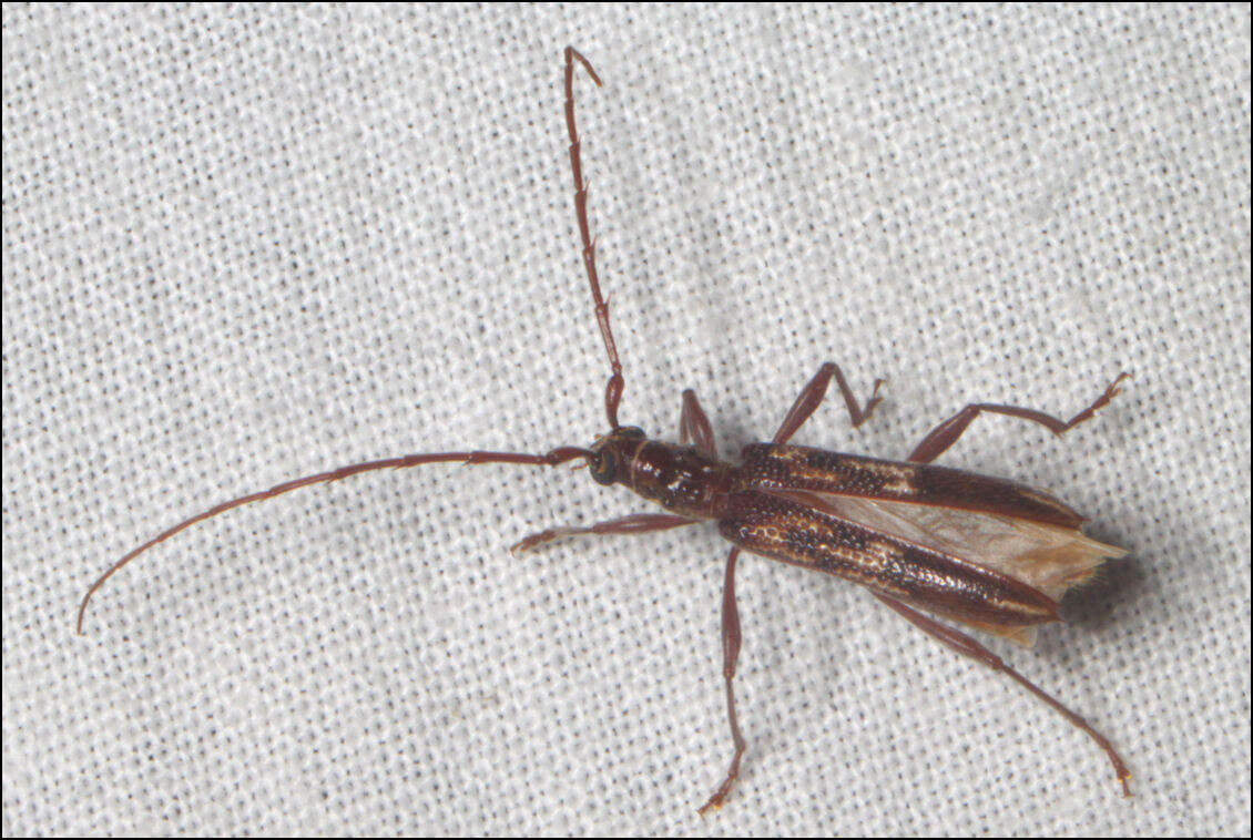 Image of Coptocercus rubripes (Boisduval 1835)