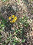 Image of serpentine ragwort