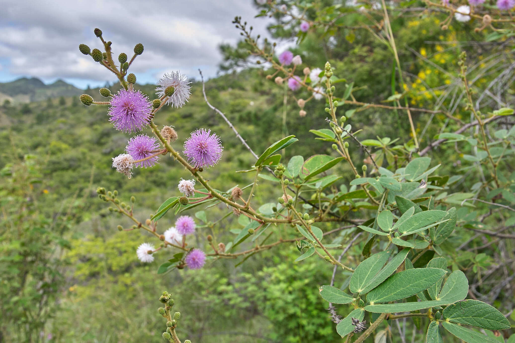 Image of Mimosa albida var. albida