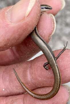 Image of South-western Orange-tailed Slider