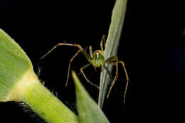 Image of Peucetia lucasi (Vinson 1863)