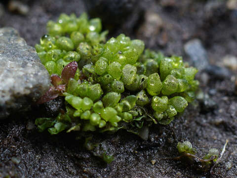 Image of Sphaerocarpos texanus Austin