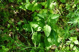 Image of Tephroseris cladobotrys subsp. cladobotrys