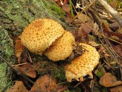 Pholiota squarrosa (Vahl) P. Kumm. 1871 resmi