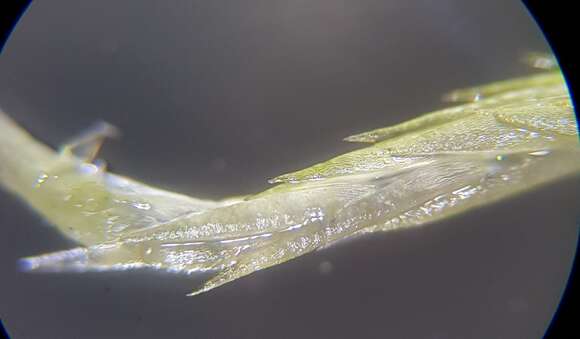 Image of sphagnum