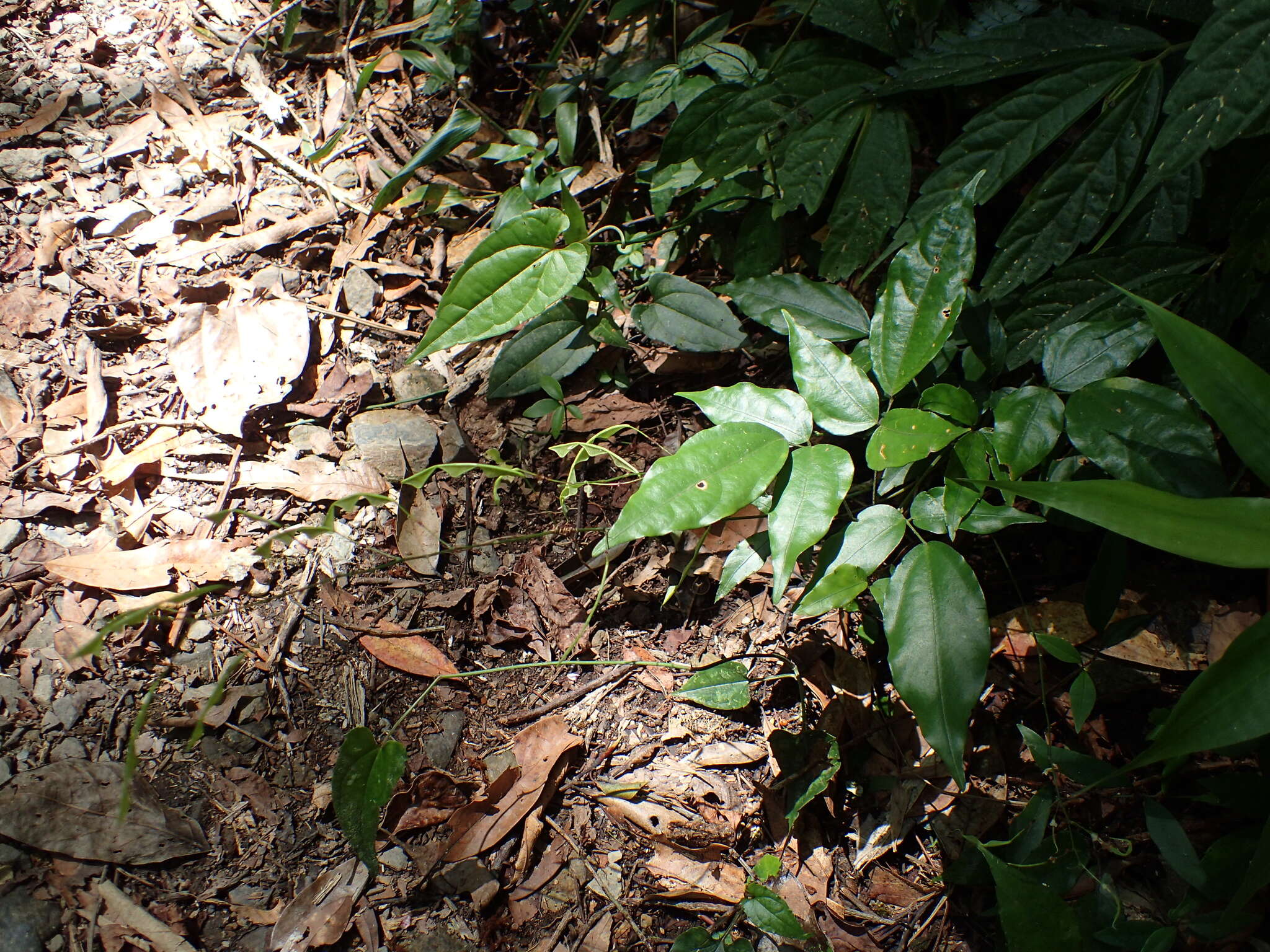 Plancia ëd Hylodesmum leptopus (Benth.) H. Ohashi & R. R. Mill