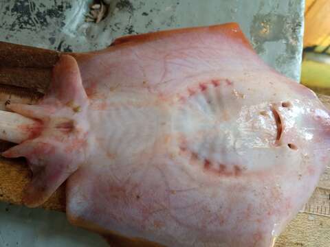 Image of Spiny-tail Round Ray