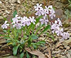 Image de Silene caroliniana subsp. pensylvanica (Michx.) R. T. Clausen