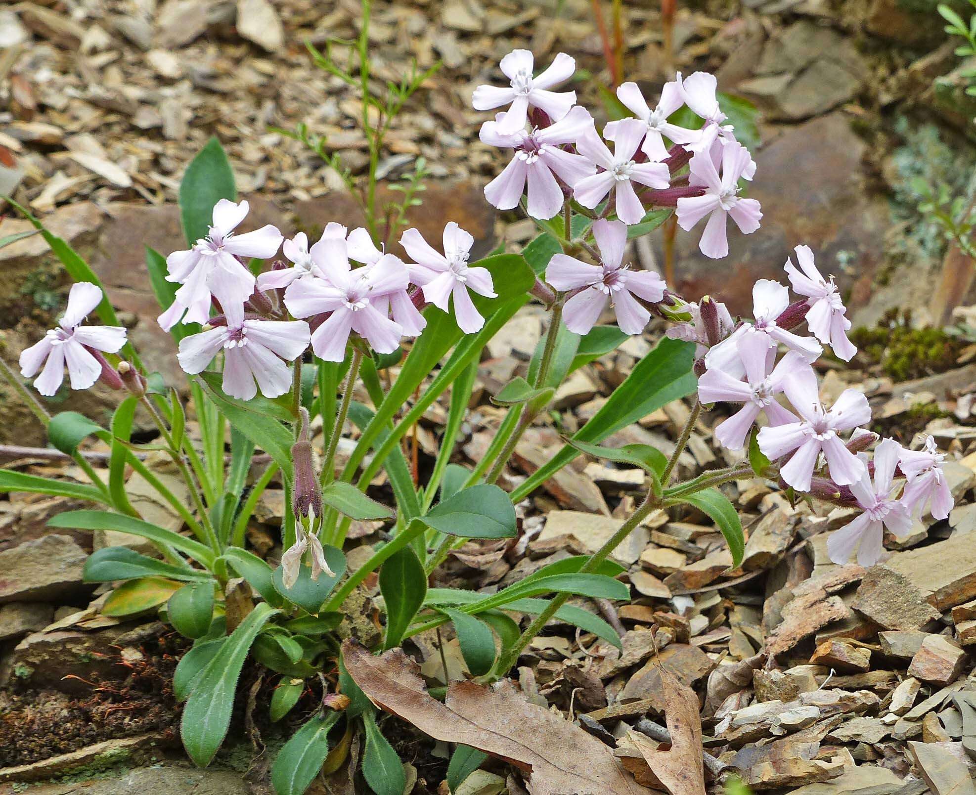 Silene caroliniana subsp. pensylvanica (Michx.) R. T. Clausen resmi