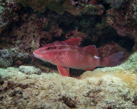 Image of Whitesaddle goatfish