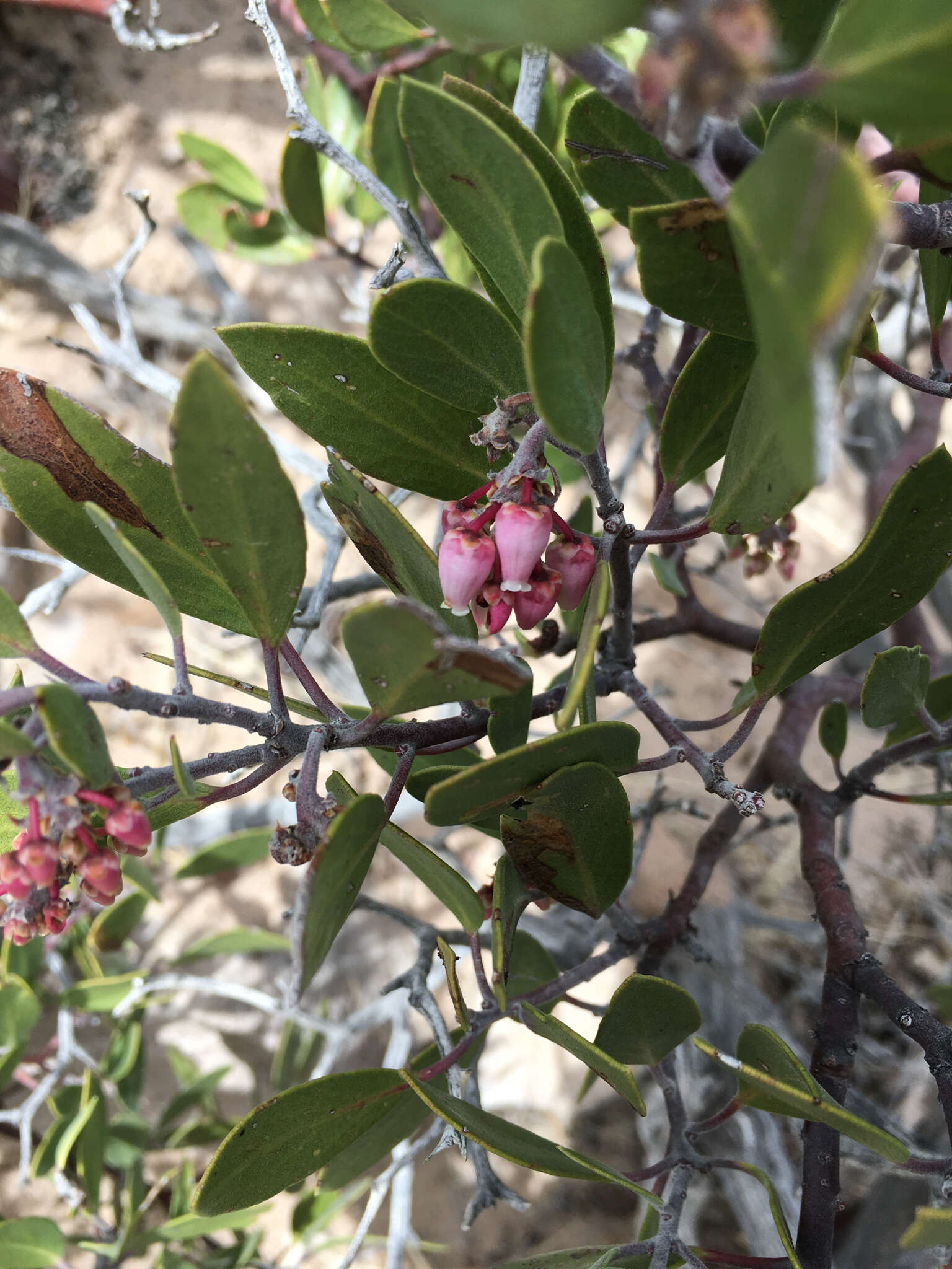 Image of pointleaf manzanita