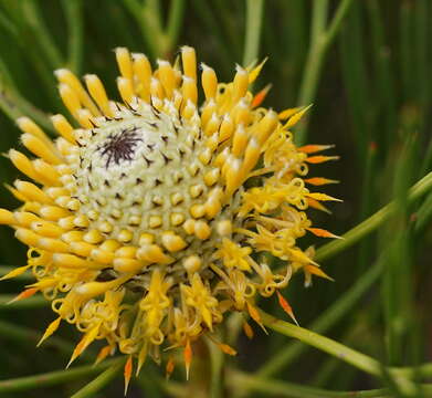 Image of Isopogon anethifolius (Salisb.) Knight