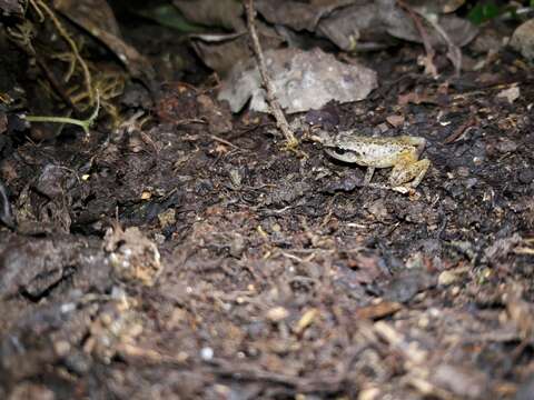 Imagem de Eleutherodactylus cystignathoides (Cope 1877)