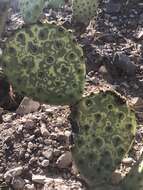 Plancia ëd Opuntia chlorotic ringspot virus