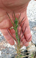 Image of Epilobium hirtigerum A. Cunn.