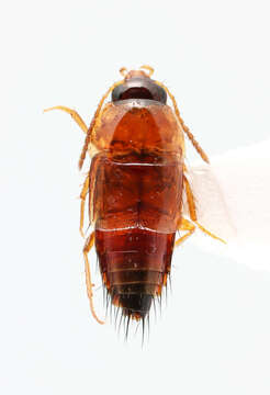 Image of Tachyporus (Tachyporus) browni Campbell 1979