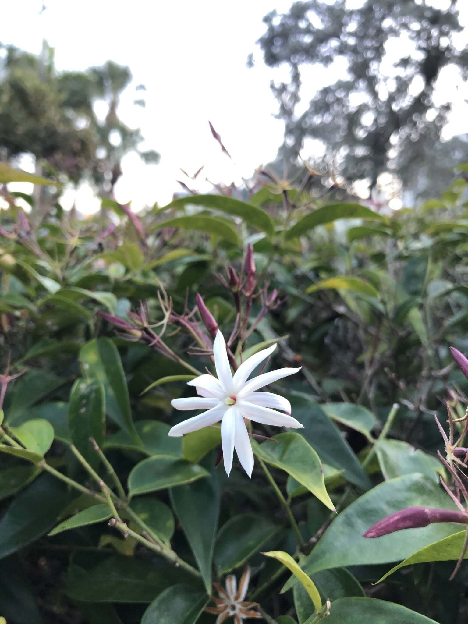 Image of angelwing jasmine