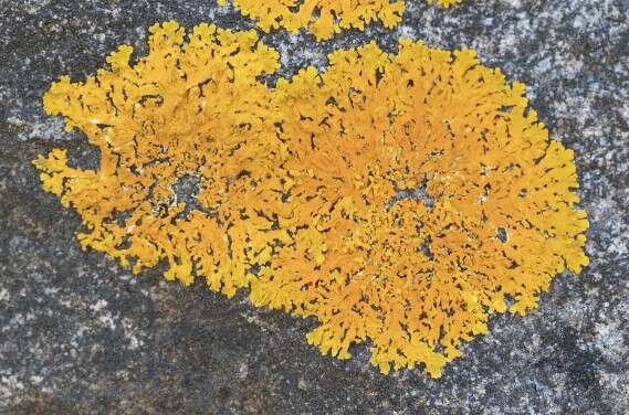 Image of Xanthoria aureola (Ach.) Erichsen