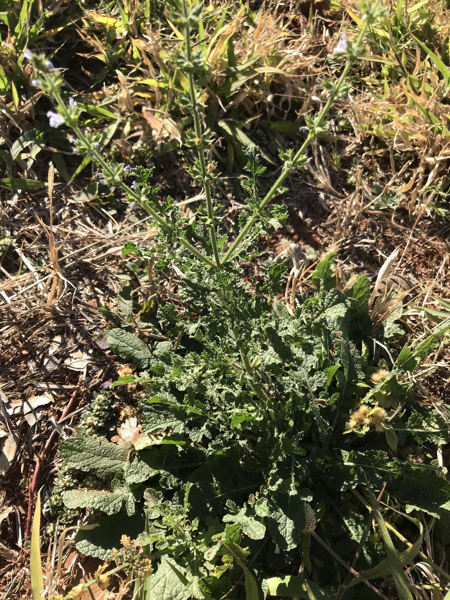 Image of Salvia runcinata L. fil.