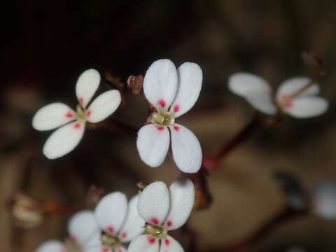 Image of Stylidium kalbarriense A. Lowrie L K. F. Kenneally