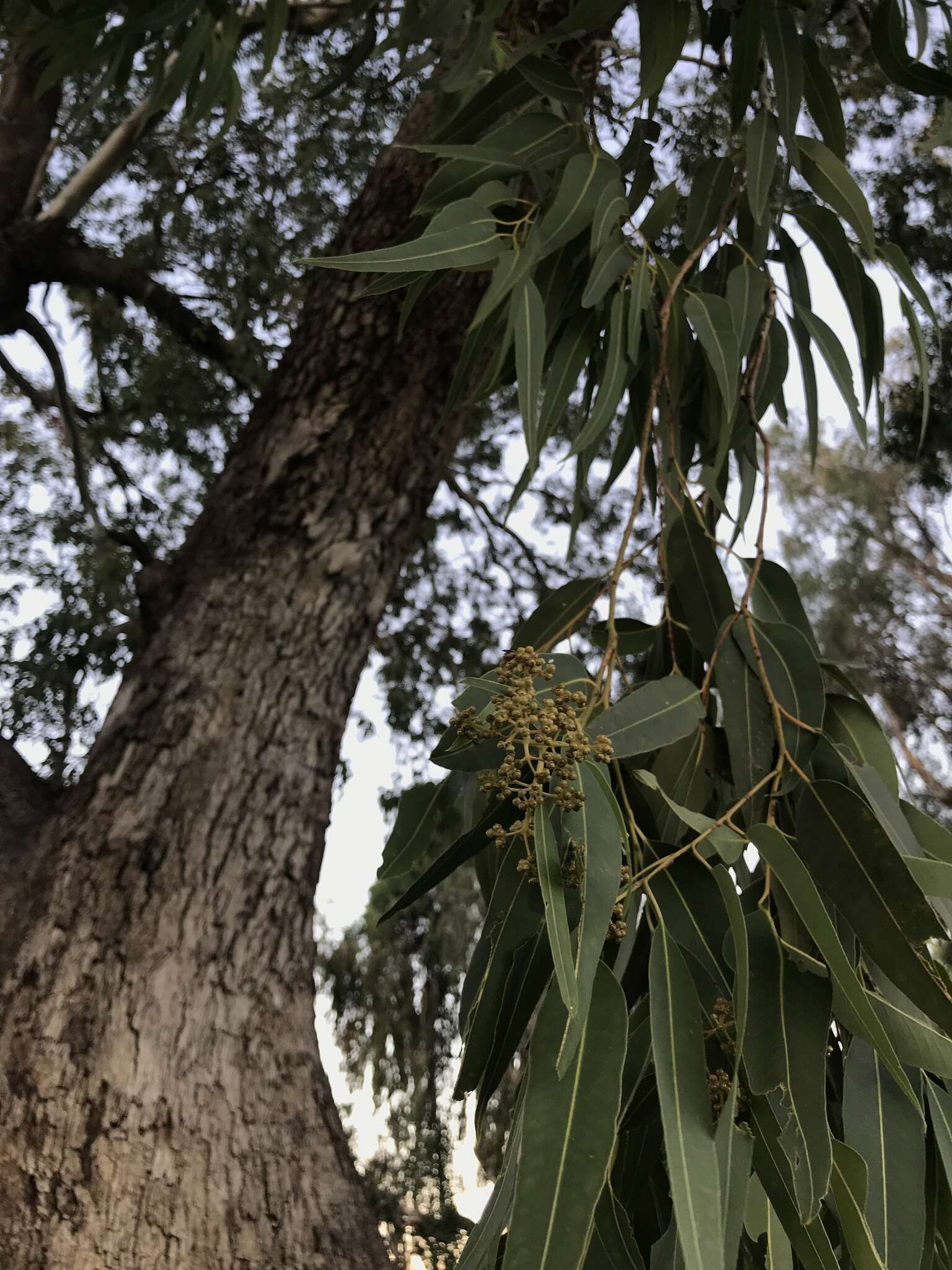 صورة Eucalyptus raveretiana F. Müll.