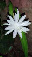 Image of Epiphyllum pumilum Britton & Rose