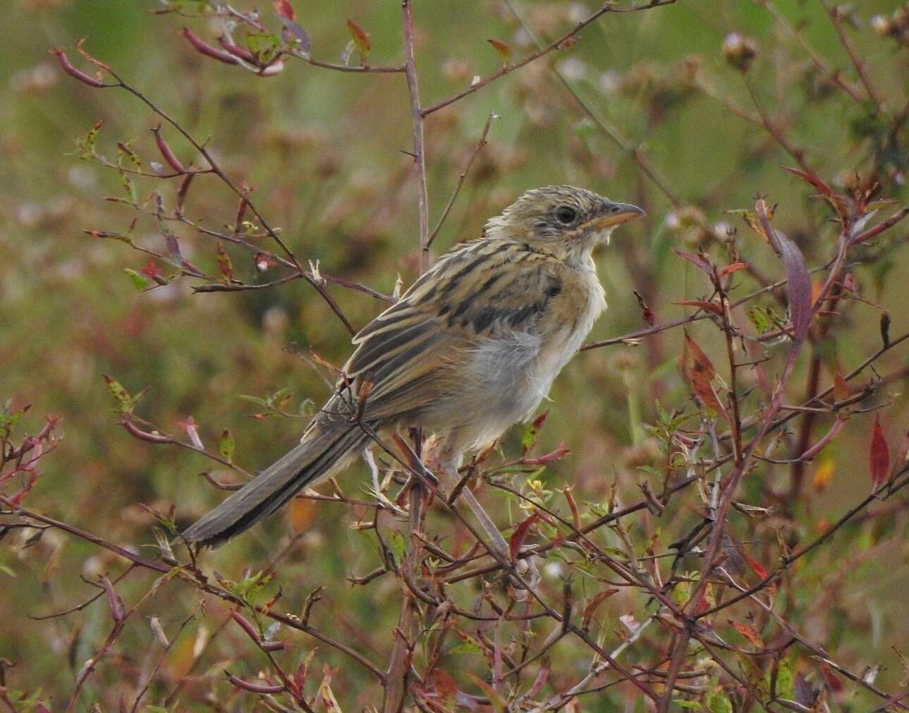 Plancia ëd Schoenicola striatus (Jerdon 1841)