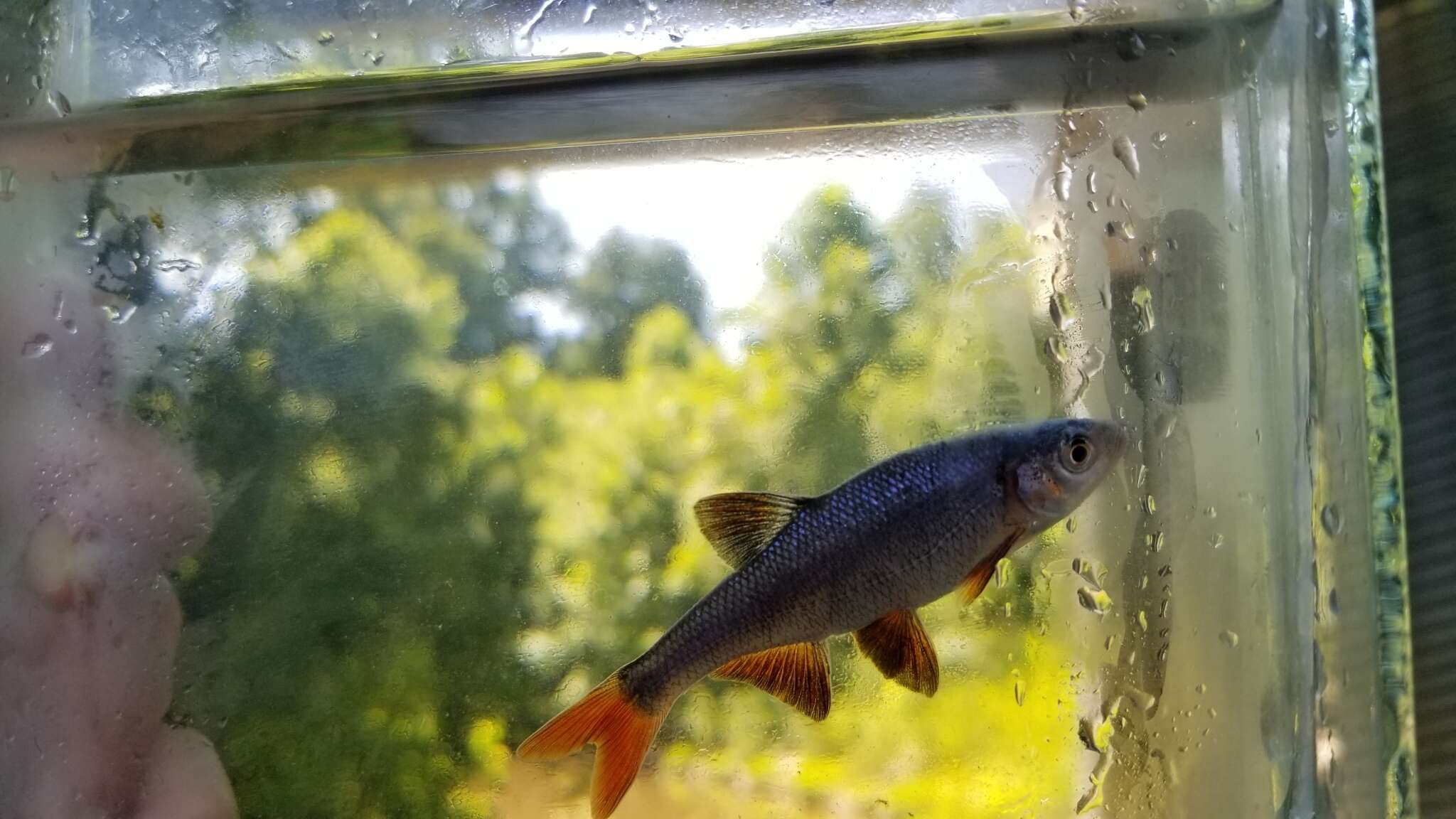 Image of Redfin Shiner