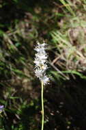 Image of Libertia sessiliflora (Poepp.) Skottsb.