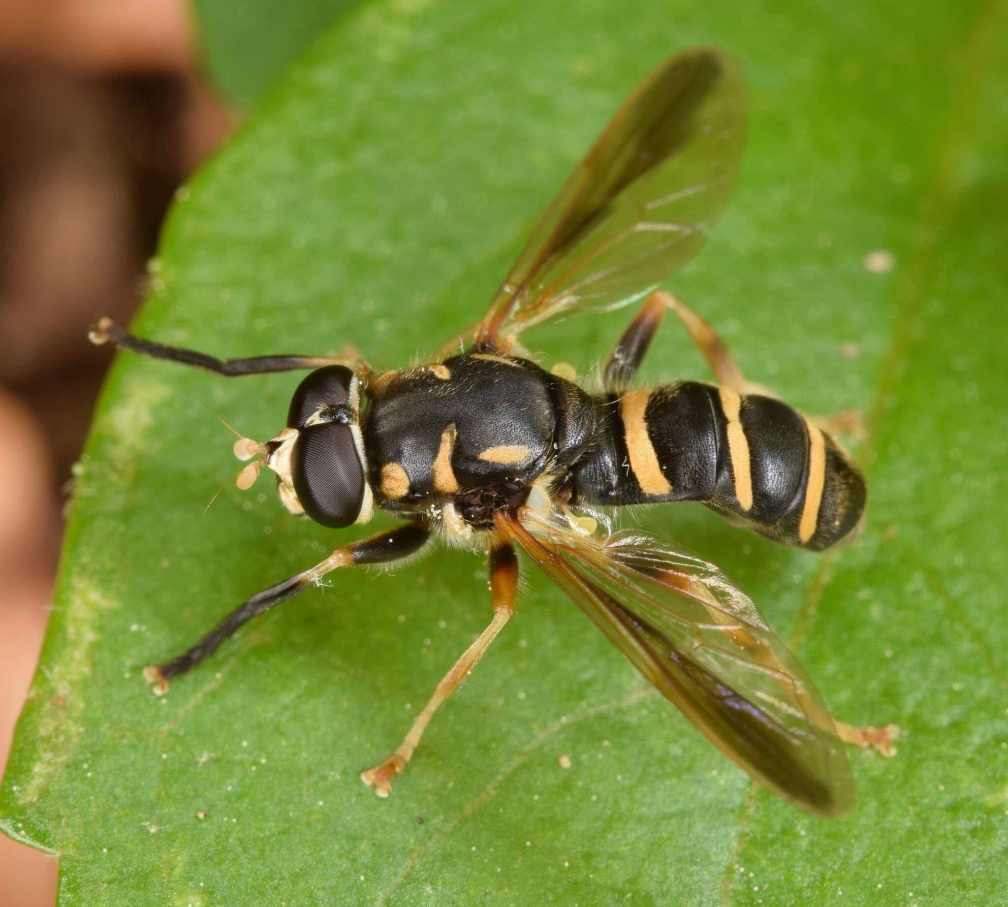 Temnostoma balyras (Walker 1849) resmi