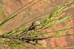 Image of Casuarina collina Poiss. ex Panch. & Sebert