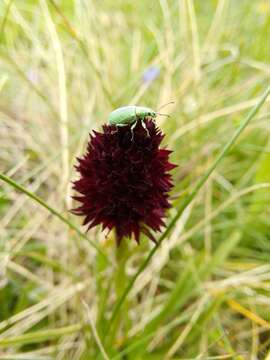 Image of Gymnadenia rhellicani (Teppner & E. Klein) Teppner & E. Klein