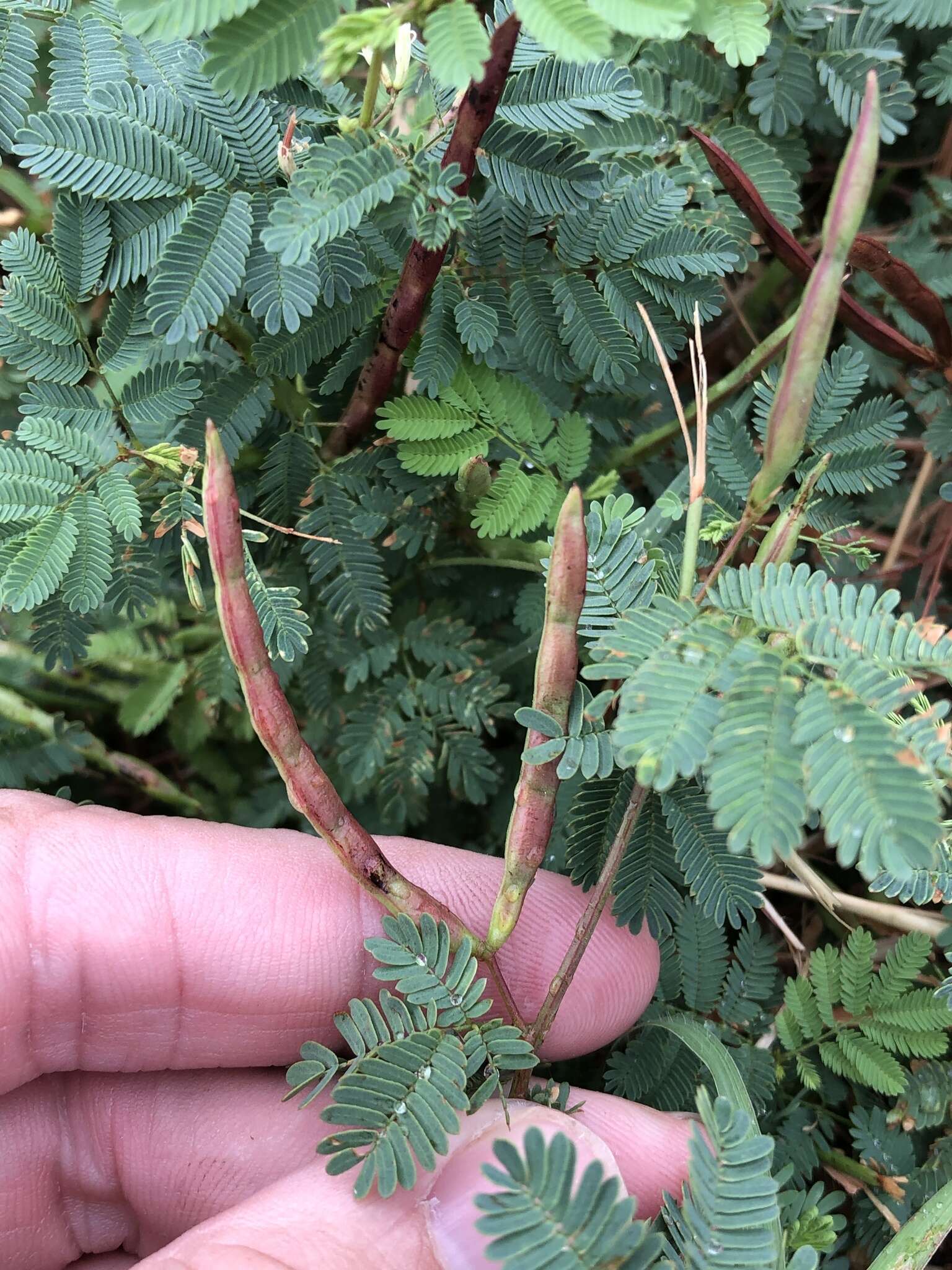 Desmanthus leptolobus Torr. & A. Gray resmi