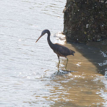 Image of Eastern Reef Egret