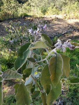 Image of orangeberry nightshade