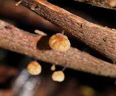 Image of Marasmius alveolaris Cleland 1927