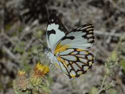 Image of Belenois gradidieri (Mabille 1878)