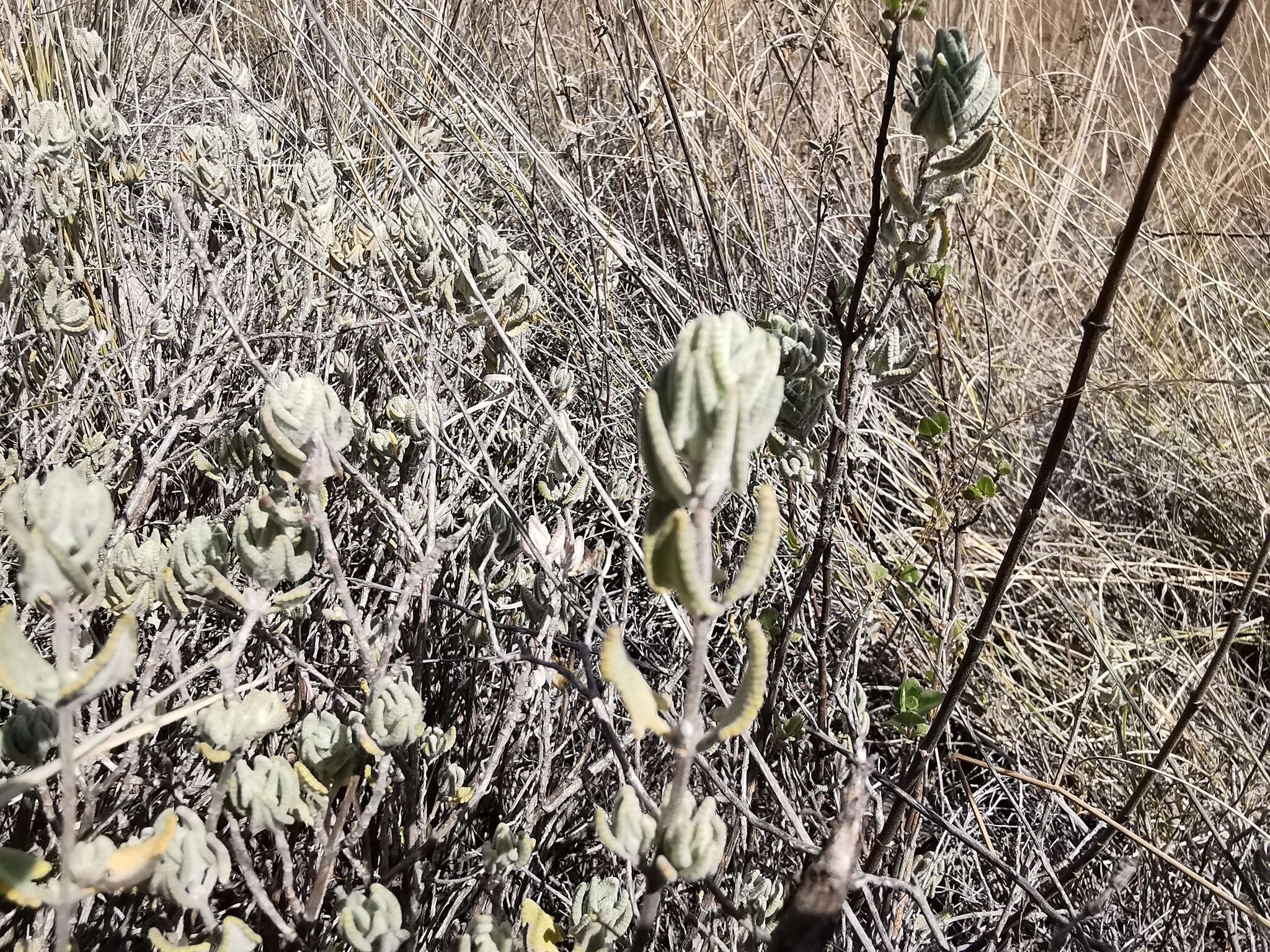 Image of Lepechinia mexicana (S. Schauer) Epling