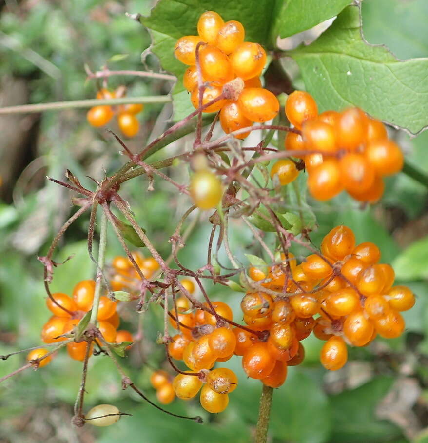 Image of Knowltonia vesicatoria subsp. grossa H. Rasmussen