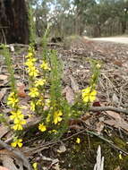 Hibbertia prostrata Hook. resmi