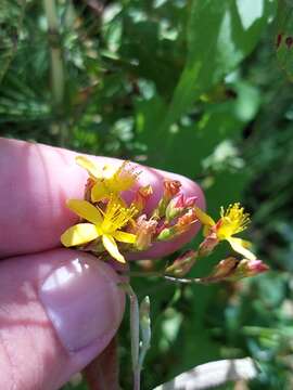 صورة Hypericum undulatum Schousboe ex Willd.