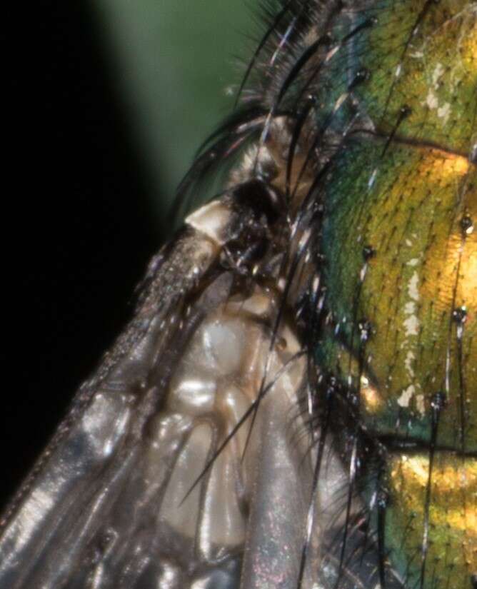 Image of green blowfly