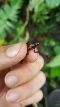 Image of Pichincha poison frog