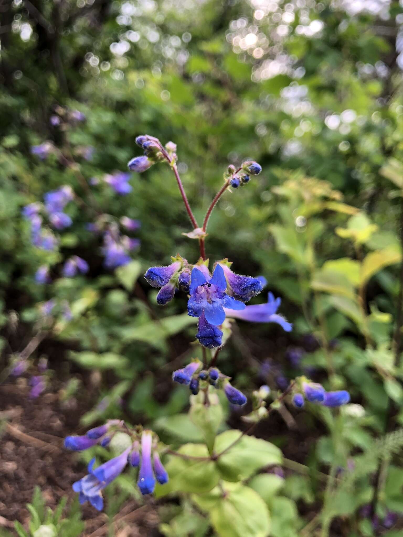 Image of sulphur penstemon