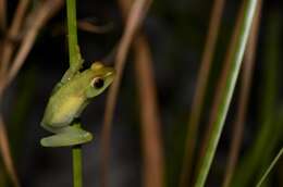 Image of Sharp-headed Long Reed Frog