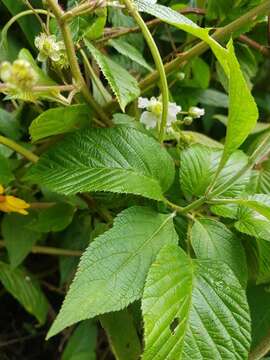 Image of Rubus adenotrichos Schltdl.