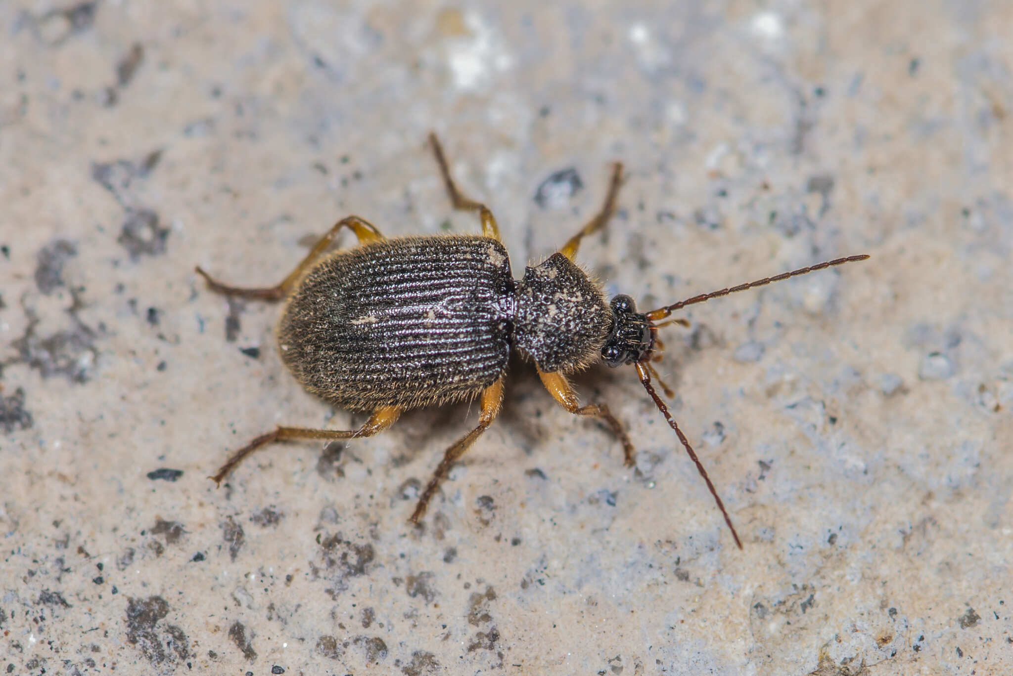 Image of Peronomerus fumatus Schaum 1854